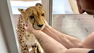 Gerda the cheetah didn't want to come in for a visit! Gerda didn't see Messi when he came up 😅