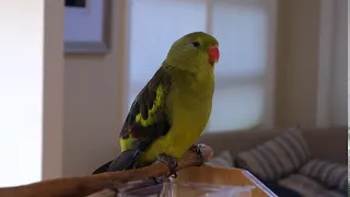 Pecan the Parrot - whistles the Samsung notification message