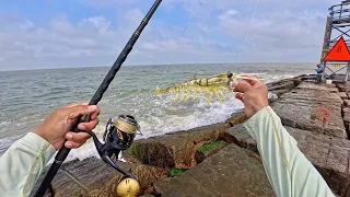 I cast a big fake shrimp at the jetty and this happened