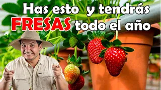 Cultivo de fresas CÓMO TRASPLANTAR FRESAS para cultivo en MACETA