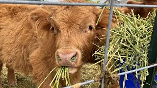 Fluffy Highland Cows Eating Food ASMR