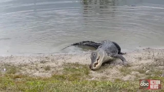 VIDEO: Gator eats player's golf ball on Florida golf course