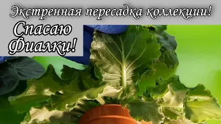 Мокнут листья у фиалок! Как их спасти? Срочные пересадки!