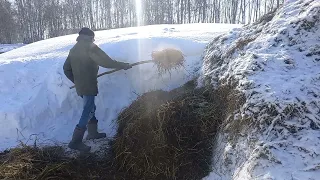 Чистим снег и у овец. Вторая часть