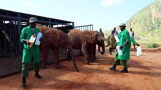 Malima, Mapia and Kuishi graduate to Ithumba | Sheldrick Trust