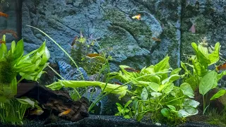 Relaxing fish timelapse