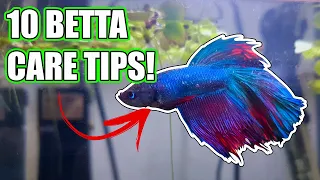 Top 10 Care Tips to Make YOUR Betta HAPPY!