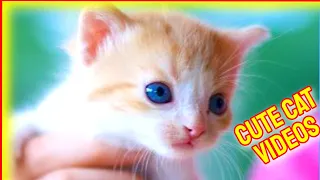 Cute Cat Videos 2021 #8 🙀 Funny Cat Videos 2021 😺 Kitty