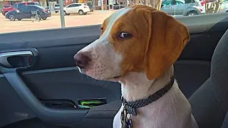 When Dog's Expression Says I Did Not Sign Up for This Vet Visit! 🐶FUNNIEST Dogs