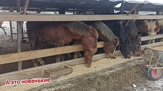 распорядок дня у лошадей