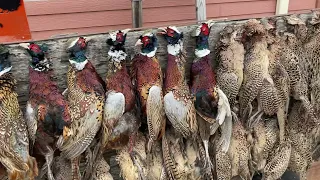 Pheasant Hunt 2021