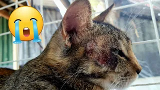 A cat meowing and trying to tell human that she was in pain Miracle Cure happens!