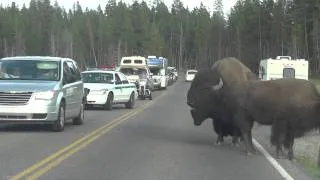 Bison Traffic Jam in Yellowstone