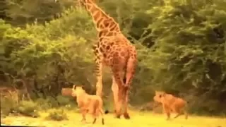 Most Amazing Lion vs Giraffe New 2016   Crocodile Attacks compilation   Animal Attack