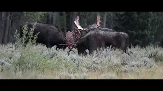 Our Best Bull Moose Fight - Rut - Sparring - Jackson Hole/Grand Teton Park/Yellowstone Park