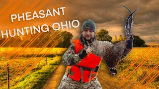 Pheasant hunting Ohio public