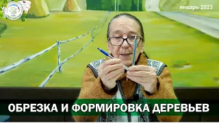 Тонкости обрезки и формировки плодовых деревьев. Светлана Дмитриевна Айтжанова отвечает на вопросы.