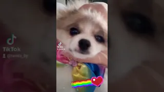 Померанский шпиц в тик ток. Tiktok compilation pomeranian.