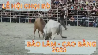 Lễ Hội Chọi Bò Huyện Bảo Lâm, Cao Bằng 2023