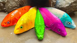 Cartoon 어몽어스,  다채로운 잉어 물고기, 무지개 문어 먹방 | Lego Fish 재미있는 스톱 모션 만화