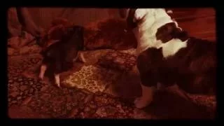 Bulldog and Pig - meeting each other for first time