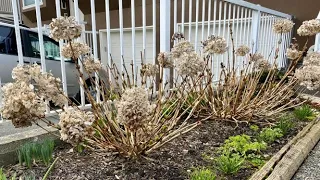 Hydrangea Macrophylla "Let's Dance, Blue Jangles" Spring Pruning - March 16
