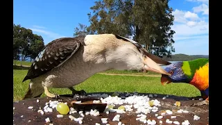 Kookaburra Bites Lorikeet