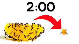 2 Minute Timer [ANTS vs ORANGE] 🍊🐜