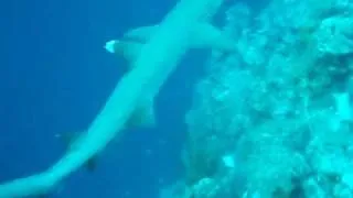 White-tip reef shark in Palau