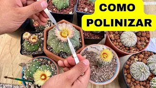 QUIERES SEMILLAS DE CACTUS TE MUESTRO COMO/ politización de astrophytums