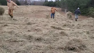Converting a cedar thicket to grass.