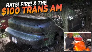 Rats! Fire! $100 Trans Am GT rescue from junkyard