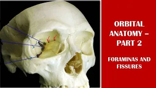 Orbital anatomy #2  | superior orbital fissure| inferior orbital fissure| ethmoidal foramina