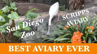 Scripps Aviary at the San Diego Zoo 4K Natural Aviary Sounds of Birds and Waterfalls