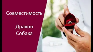 Совместимость Дракон и Собака по китайскому гороскопу между мужчиной и женщиной