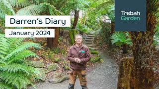 Towering Tree Ferns & Colouful Camellias | Darren's Diary | January 2024