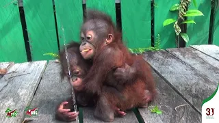 Orangutan babies join Nursery Group