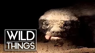 Badger Quest [Honey Badger Documentary] | Wild Things