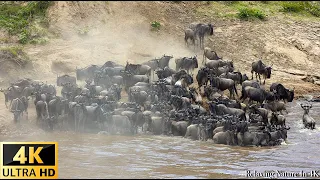 Our Planet | 4K African Wildlife: Great Migration - Scenic Wildlife Film With Calming Music