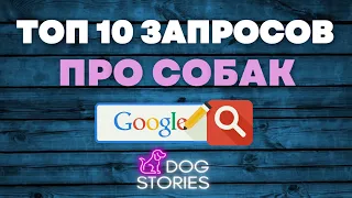 Почему собаки... 🐕 Кинолог отвечает на Топ 10 вопросов в Google 🐩 Гугл запросы о собаках и щенках 🐾