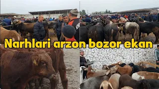 Tepaqõrģon mol bozori va qoy bozori bugungi narhlar 26.10.2023yil Admin +99833.781.14.04