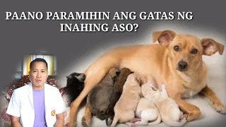 WALANG GATAS ANG INAHING ASO : Bakit At Ano Ang Pwedeng Gawin?