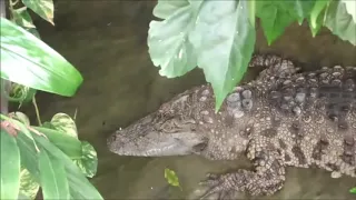 Черепахи и Крокодилы