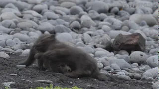 Arctic fox cubs playing, Iceland.