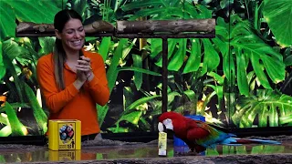 Loro Park Tenerife - Parrots show in Tenerife Loro Park - Loro Parque Parrots