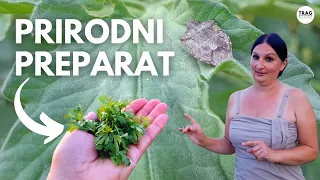 Natural remedy against Green Stink Bugs (Nezara viridula) - DIY Recipe