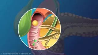 The Role and Anatomy of the Pancreas   YouTube