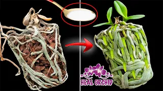 With just a spoonful, the Root Rotten Orchid immediately revives 100 sprouts | Heal Orchid