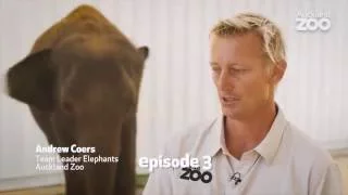 Zoo Tales - Elephant Anjalee's journey to Auckland Zoo