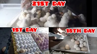 Vištienos kiaušinių perinimas inkubatoriuje nuo pradžios iki pabaigos 🐣🐣🐥🐥 | 1, 18 ir 21 diena